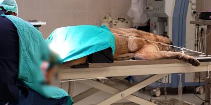 Sivas'ta hayvanların önemli ihtiyaçları burada karşılanıyor