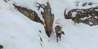 Sivas’ta dağ keçileri karla kaplı kayalıklarda görüntülendi