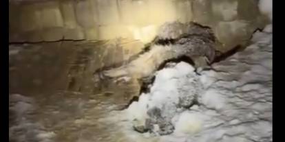 Sivas’ta yol açılmadığı için yavru köpekler açlıktan öldü iddiası