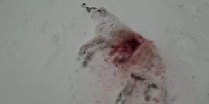 Sivas'ta  aç kalan kurtlar köyün kabusu oldu