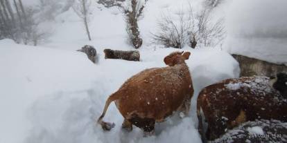 Sivas'ta besiciler hayvanlarını sulamak için kardan tünel yaptı