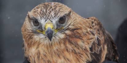 Sivas'ta bitkin halde bulunan Kızıl şahin koruma altına alındı