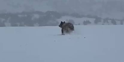 Sivas'ta kış uykusuna yatmayan ayı kaçarken görüntülendi