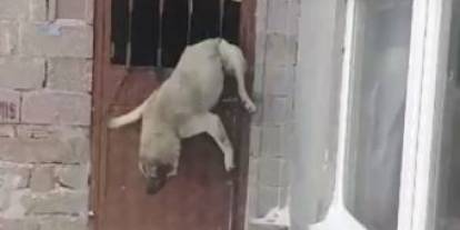 Sivas’ta tipiden kaçan sahipsiz köpek ahır kapısına sıkıştı