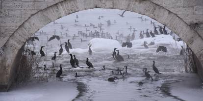 Kızılırmak'ta 'karabatak' şöleni