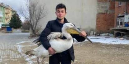 Sokakta gezerken pelikan buldu