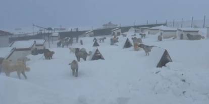 Kar altındaki çiftlikte şok yaşadı