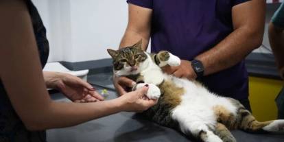 Üzerine kedi düştü, tazminat alacak