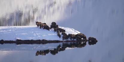 Sivas'ta domuz sürüsü -20 derece soğukta nehri aştı