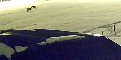 Sivas’ta aç kalan 6 kurt çiftlik köpeğini parçaladı