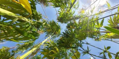 Sivas'ta kenevir üretimine izin verildi!