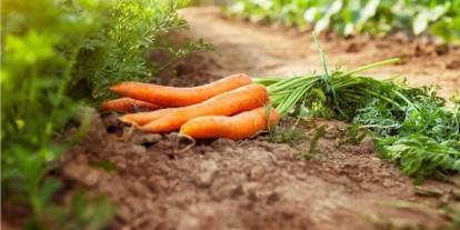 Tarladan tezgâha fiyat makası derinleşti: Havuç 3,8 kat zamlandı