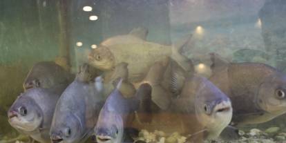 8 adet pirana balığı 12 yıldır kelle paçayla besleniyor