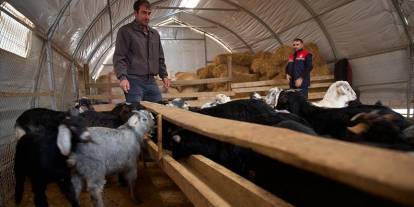 Depremde ahırı yıkılan küçükbaş yetiştiricisi devlet desteğiyle üretime döndü