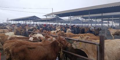 Şarkışla Hayvan Pazarı yeniden açıldı: Alıcı da satıcı da akın etti