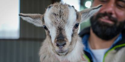Kedi köpeğin yerini ‘cüce keçi’ alabilir