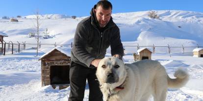 Gürün çengeli Kangal köpeklerine can simidi oluyor