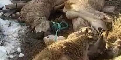 Sivas'ta ağılın çatısı çöktü: 40 koyun 15 kuzu telef oldu