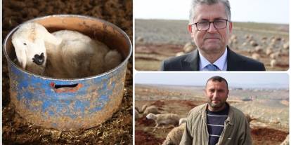 Depremzede besici, devlet desteğiyle sürüsünü büyüttü