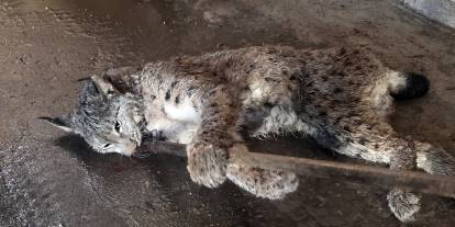 Sivas'ta arazide yaralı halde bulunan vaşak tedavi altına alındı