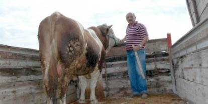 Suşehri'nde hayvan pazarı pazartesi günleri kurulacak