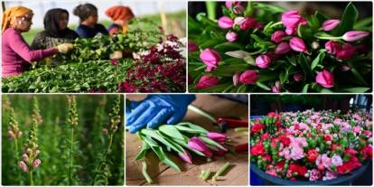 Çiçekçilerde Sevgililer Günü yoğunluğu başladı