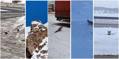 Aç kalınca şehre dadandılar