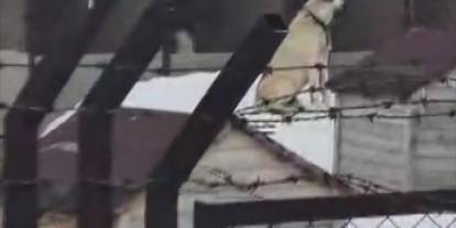 Erzincan depreminin Kangallar hissetti