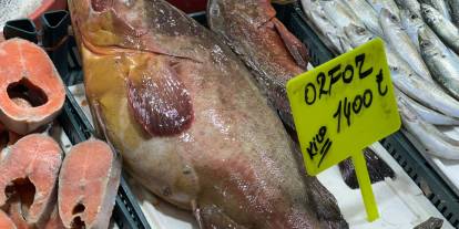 Dev Orfoz sebze halinde ilgi odağı oldu