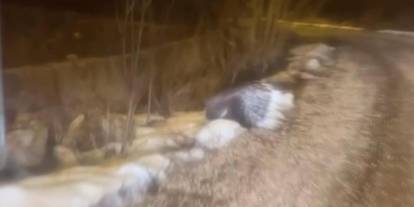 Oklu kirpi bu kez Sivas’ta görüldü