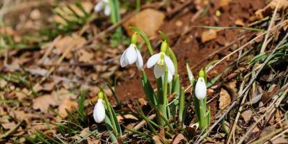 Kardelenler görücüye çıktı