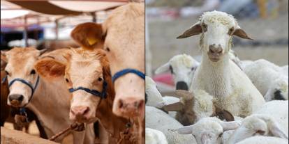 Hayvan varlığında artış