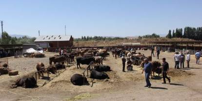 Ziraat Odası Başkanı'ndan hayvancılık kredilerine tepki