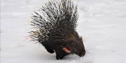 Doğada nadir görülen kirpi tedavi altında