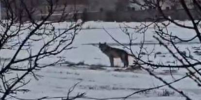 Sivas’ta aç kalan kurt yerleşim yerine indi