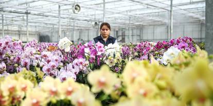 Çiçekler Sevgililer Günü'ne hazır