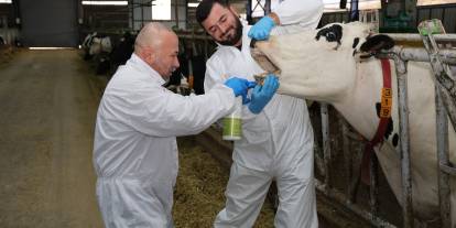 MAKÜ'den Şap Hastalığına Bitkisel Çözüm