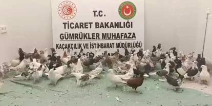 Kaçak canlı hayvan ticaretine geçit yok