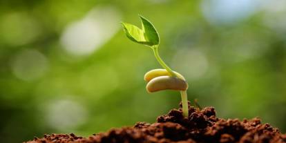 "Kayıt dışı tohum" uyarısı