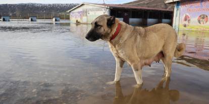 Sivas'ta Kangal köpeği üretim çiftliği sular altında kaldı