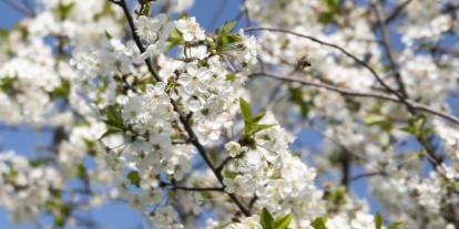 Baharın müjdecisi Cemre, havaya düştü!