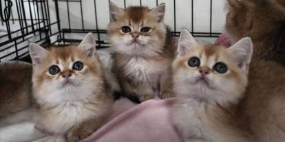 Kediler insanlara umut olabilir