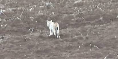Sivas'ta yavru vaşak, Nihilist Pengueni hatırlattı