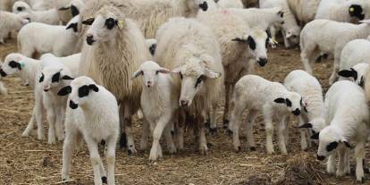 Gençler ve kadınlara öncelik: Hayvancılıkta yeni dönem