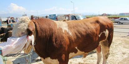 Sivas'ta ne kadar büyükbaş hayvan var?