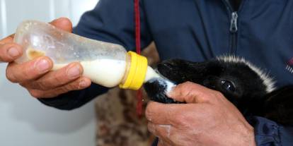 Annesi ölen ve ayağı kırılan kuzuya evinde bebek gibi bakıyor