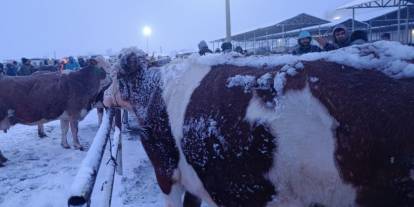 Şarkışla Hayvan Pazarı'nda kar sessizliği: Üretici dertli, alıcı yok!