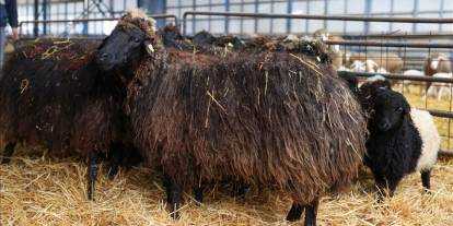 Nesli tükenme tehlikesi altındaki koyun ırkı Konya'daki enstitüde korunuyor