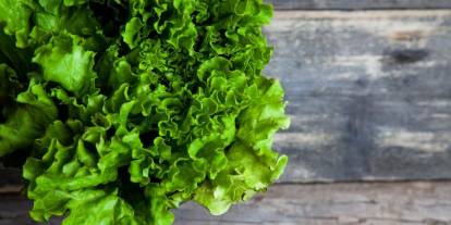 Marul zam şampiyonu, karnabaharda uçurum var