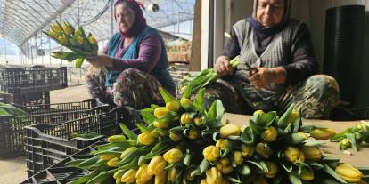 Türkiye’de tek! Toprak yok, gübre yok, sadece su var: İşte "suda lale"nin sırrı